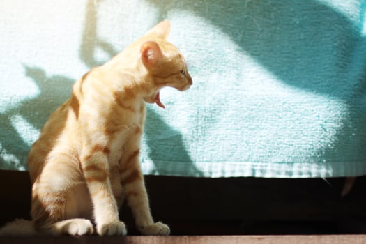 Kitten orange striped cat enjoy and relax on wooden terrace with natural sunlight photo