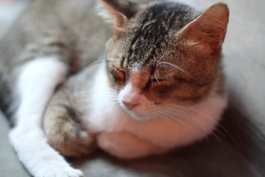 pose of a cat sitting relaxed photo