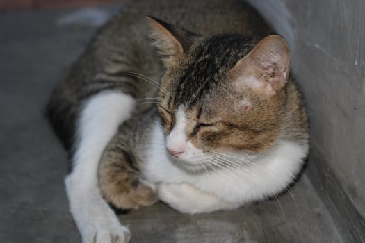 pose of a cat sitting relaxed photo