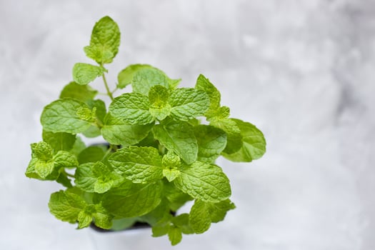 Fresh mint growing in pot on light gray background photo