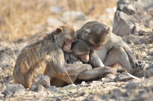 The instinct of love of animal, monkey photo