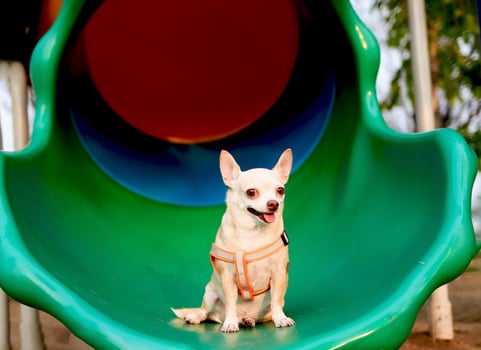 happy and healthy brown Chihiahua dog sitting on playground equipment, smiling and looking at camera. photo