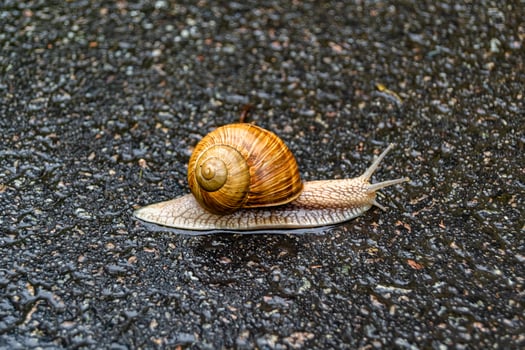 Big garden snail in shell crawling on wet road hurry home photo