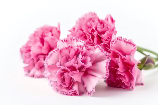 Pink carnation flowers on white background. photo