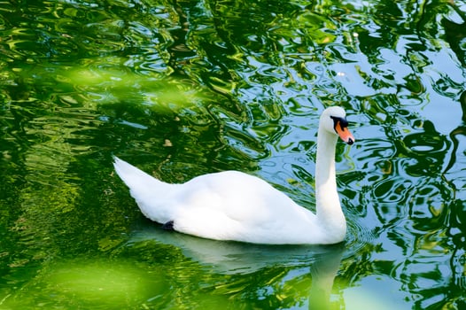 White Swan in water photo