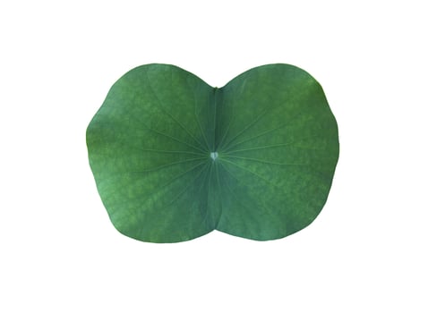 Isolated waterlily or lotus leaf with clipping paths. photo