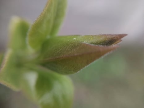 Young flowers sprout in spring photo