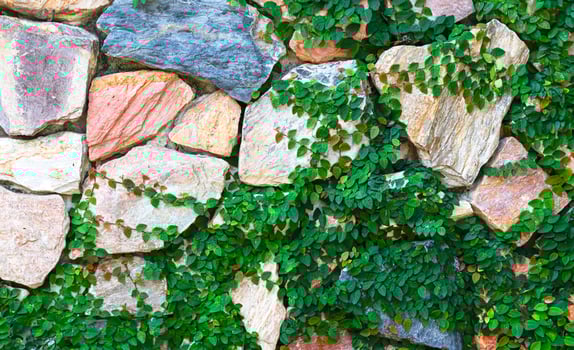 Creeping plant on stone brick wall background photo