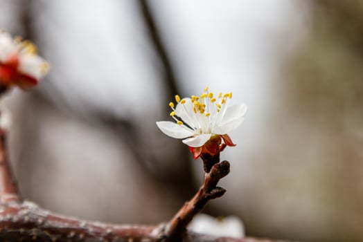 beautifully flowering cherry branches on which the bees sit photo