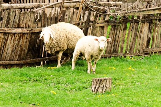 Sheeps on the farm photo
