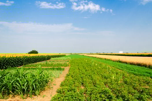 Bio field landscape photo