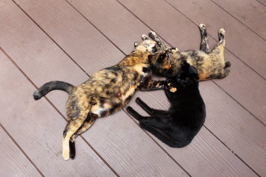 Grey striped couple cats and kitten black cat enjoy and sleepy on wooden floor in garden with natural sunlight photo