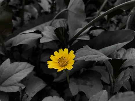 Yellow Forest Flower on Black Background photo