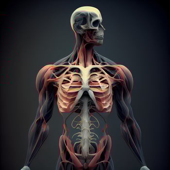 3D illustration of human skeleton anatomy with muscle maps over dark background, Image photo