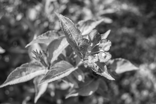 Photography on theme beautiful wild growing flower weigela photo