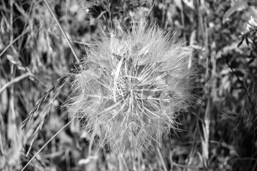 Beautiful wild growing flower seed dandelion on background meadow photo