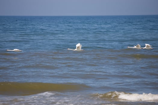 landscape of the Polish Baltic Sea with blue water and the key of white swan birds in flight photo