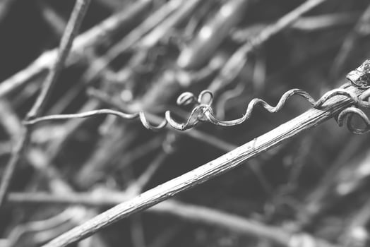 strange twisted shape of a climbing plant growing on a fence in close-up photo