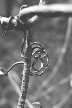 strange twisted shape of a climbing plant growing on a fence in close-up photo