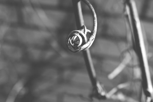 strange twisted shape of a climbing plant growing on a fence in close-up photo