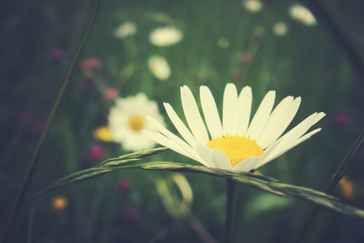 white camomiles growing in a green wild meadow on a summer day in close-up photo