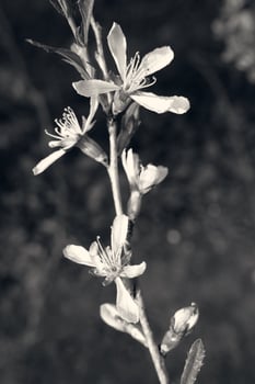 spring plant with green leaves and pink flowers in close-up in the garden photo