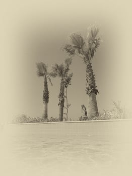 green palm trees against a blue cloudless sky on a warm day on the edge of the pool with water photo