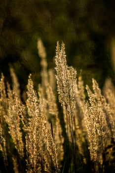 autumn golden grass in the warm rays of the afternoon sun photo