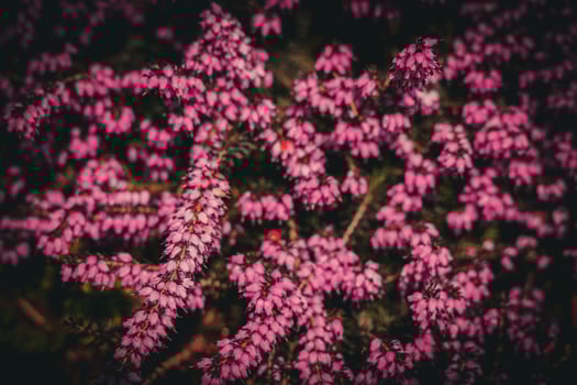 pink summer flowers in a sunny spring garden photo