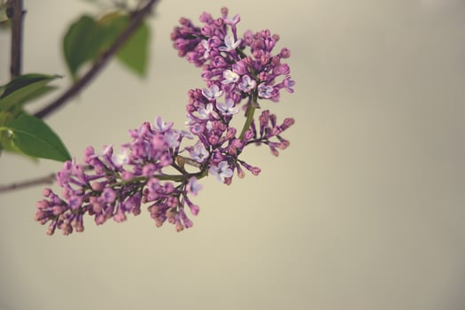spring twig of blooming purple lilac with green leaves photo