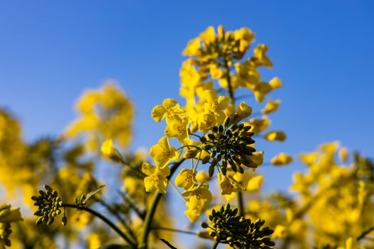 calm minimalistic yellow spring rape field against a blue cloudless idyllic sky photo