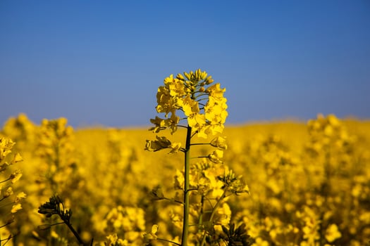 calm minimalistic yellow spring rape field against a blue cloudless idyllic sky photo