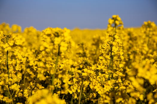 calm minimalistic yellow spring rape field against a blue cloudless idyllic sky photo