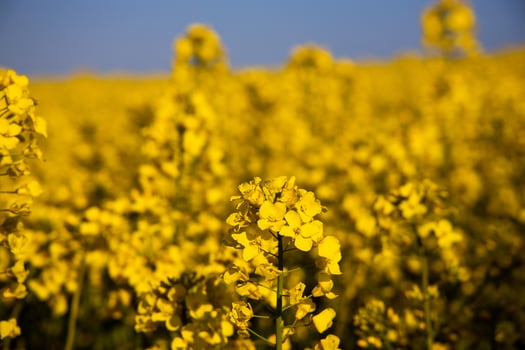 calm minimalistic yellow spring rape field against a blue cloudless idyllic sky photo