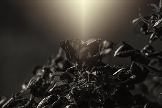 colorful delicate wild rose illuminated by warm summer evening sun photo