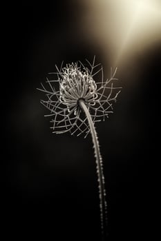 delicate wild white meadow flower lit by warm evening summer sun on a calm background photo