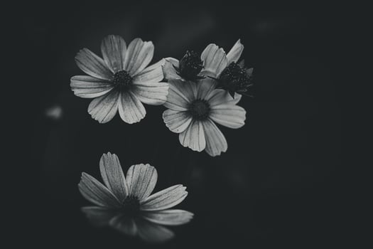 little summer flowers growing in the garden among green foliage background on a warm day photo