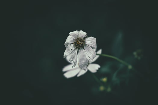 little summer flowers growing in the garden among green foliage background on a warm day photo
