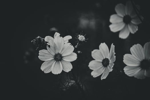 little summer flowers growing in the garden among green foliage background on a warm day photo