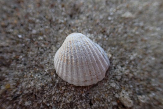 little white shell lying on the clear fine sand of the beach on a sunny warm summer day photo