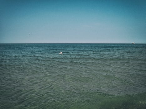 summer holiday landscape with blue sea water and sky and a flying seagull on a warm day photo