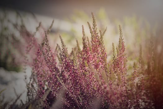 purple heather growing in the September garden in the warm afternoon sun in close-up photo