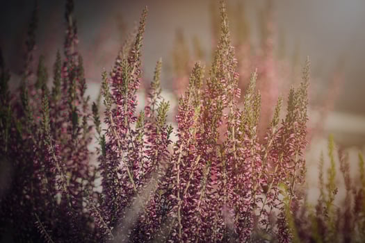 purple heather growing in the September garden in the warm afternoon sun in close-up photo