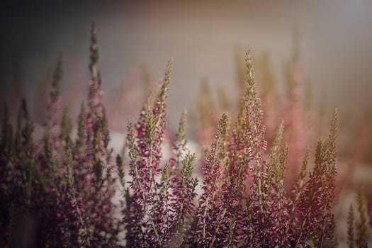 purple heather growing in the September garden in the warm afternoon sun in close-up photo