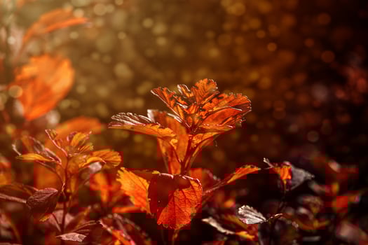 red autumn leaves of the bush in the warm afternoon sun in the garden photo