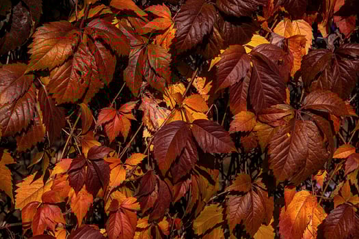 autumn background with brown ivy leaves in the warm sun photo