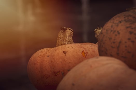 orange autumn fresh pumpkin lying outdoors as a decoration photo