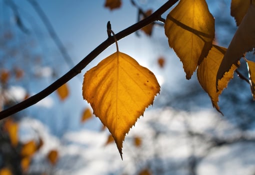 Single leaf close up photo