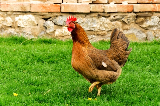 Running cock on the farm photo