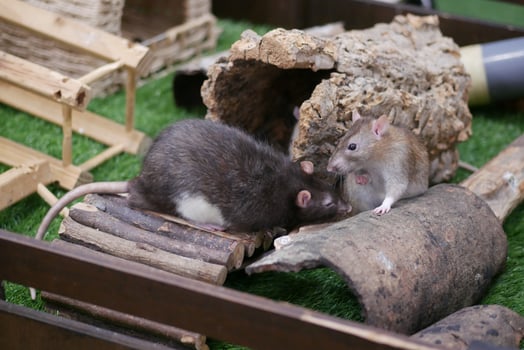 feeding mouse bread crums indoor photo